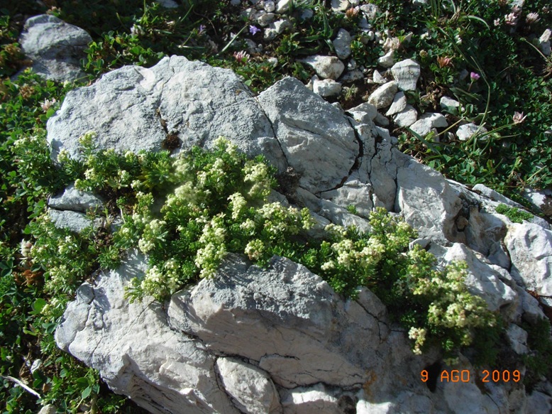 Galium magellense / Caglio della Majella